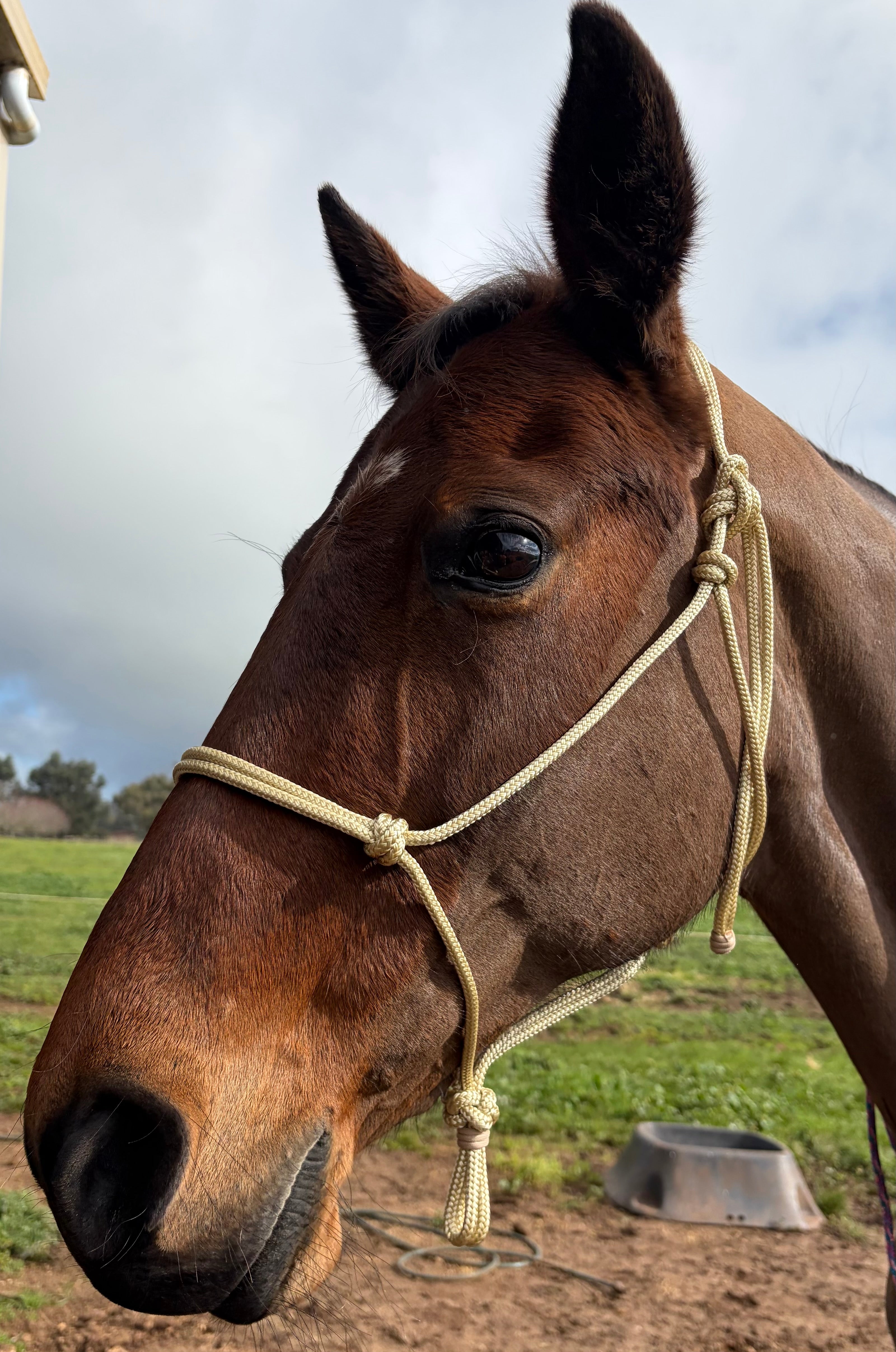 Rope Halter- Champagne