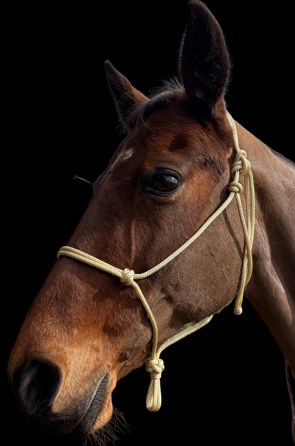 Rope Halter- Champagne