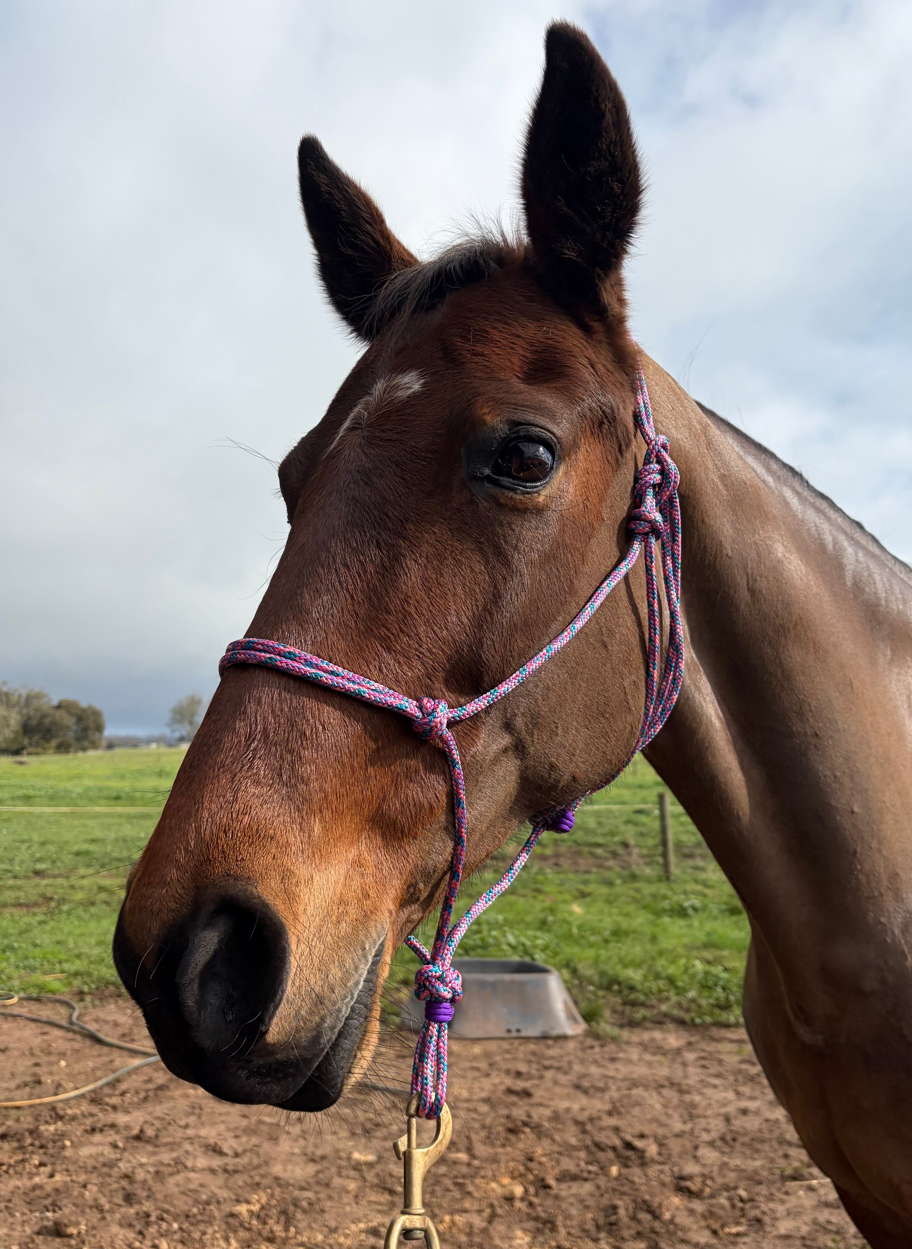 Rope Halter- Unicorn