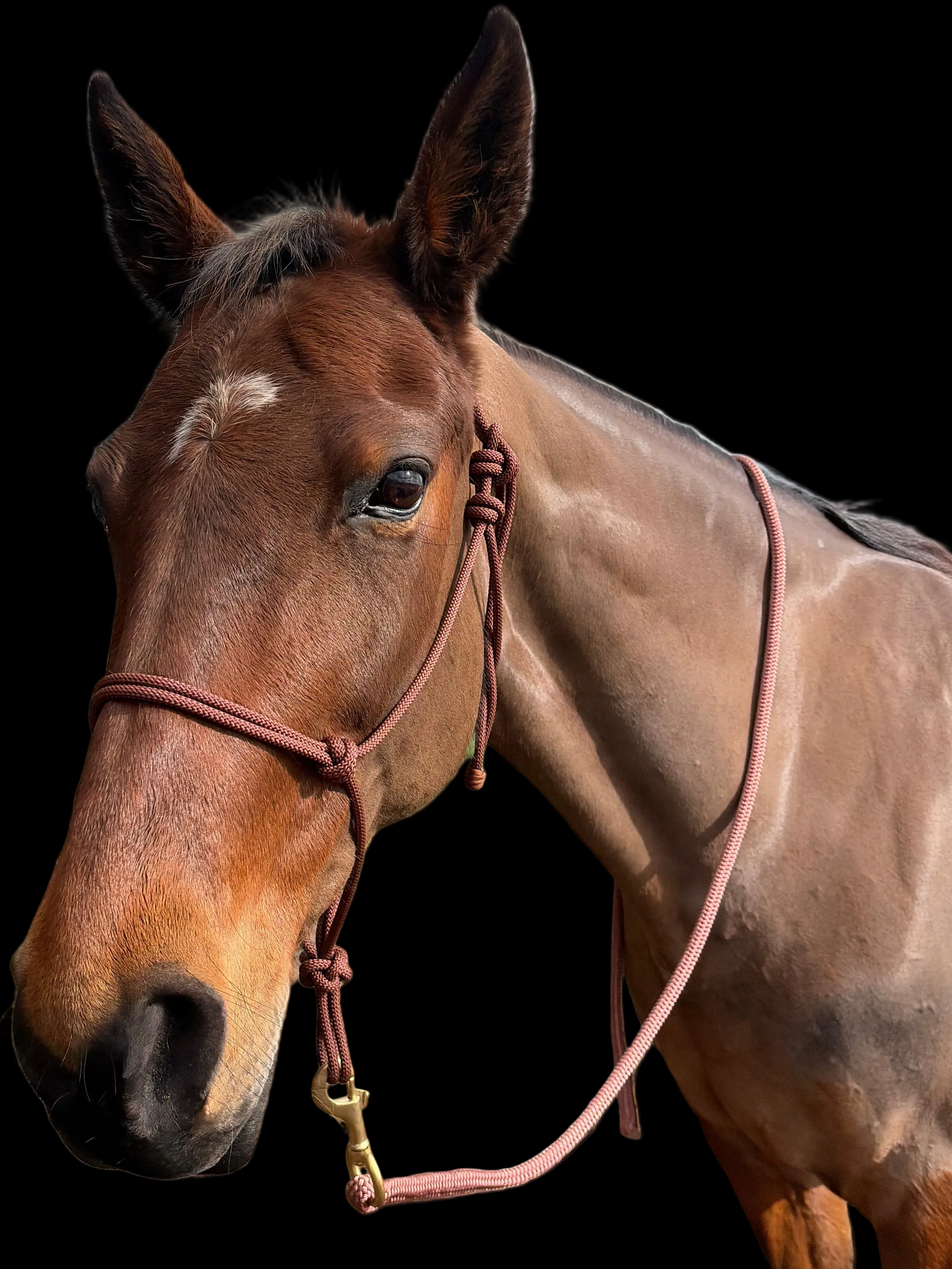 Lead Rope- Brown