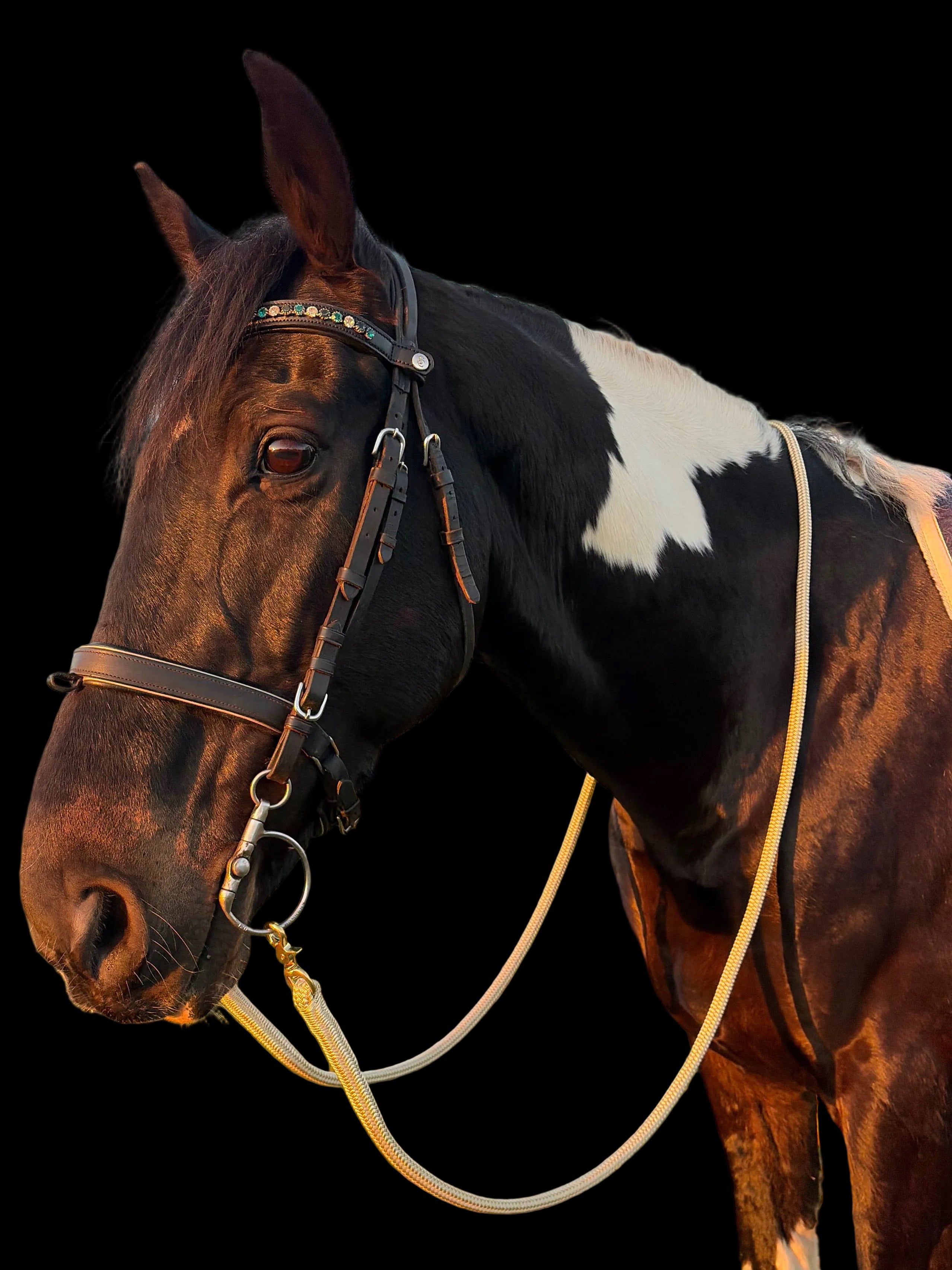 Reins- Champagne