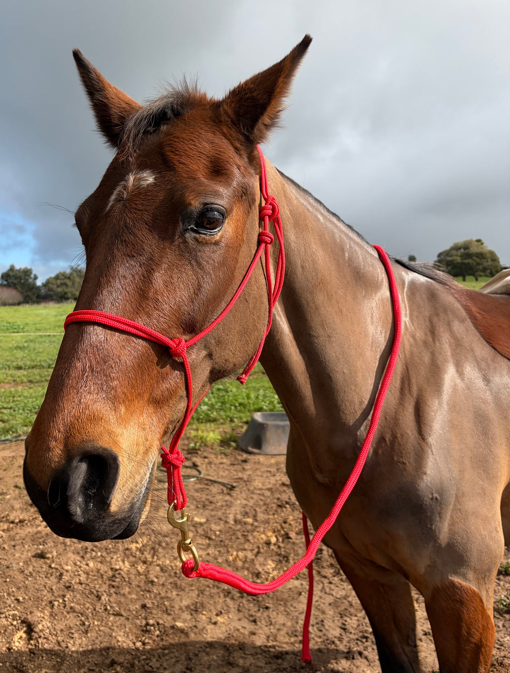 Rope Halter- Red