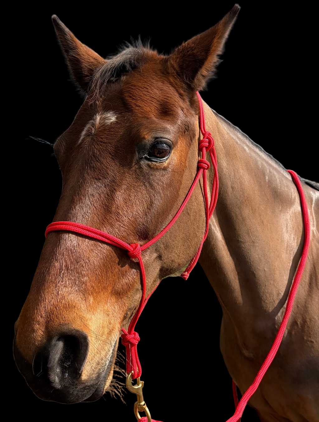 Rope Halter- Red