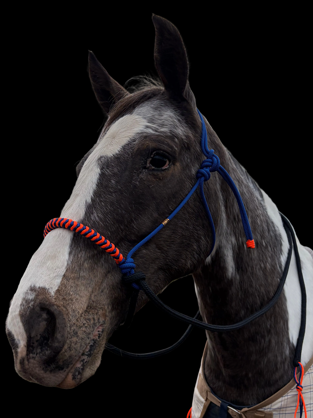 Antola Riding Halter- Small