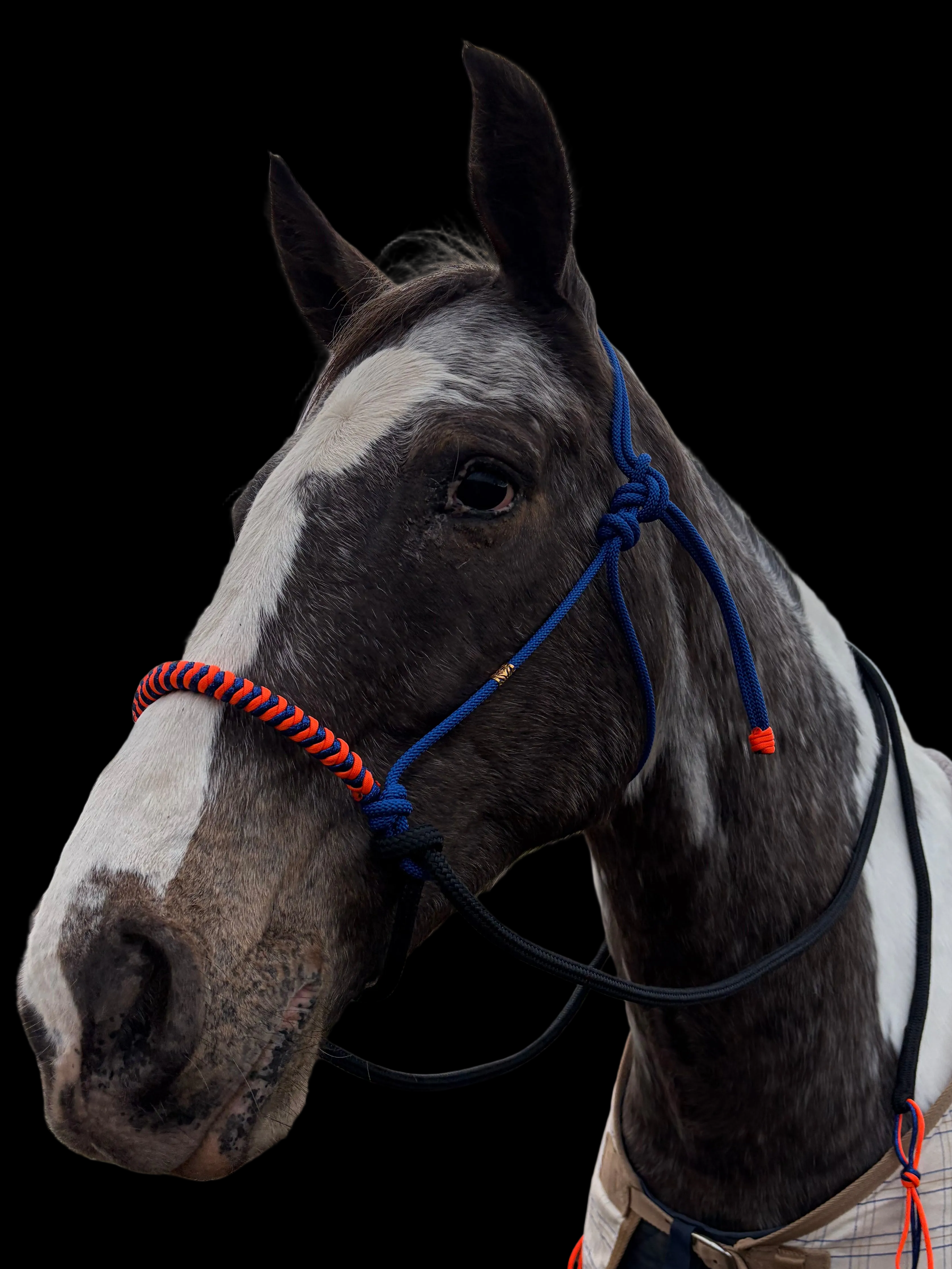 Antola Riding Halter- Large