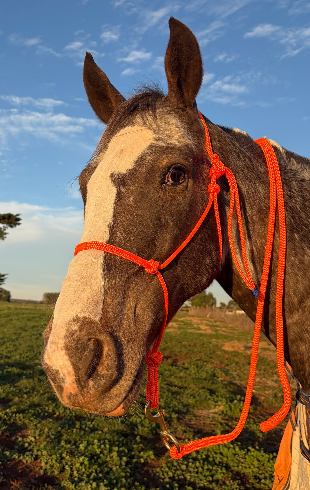 Lead Rope- Orange