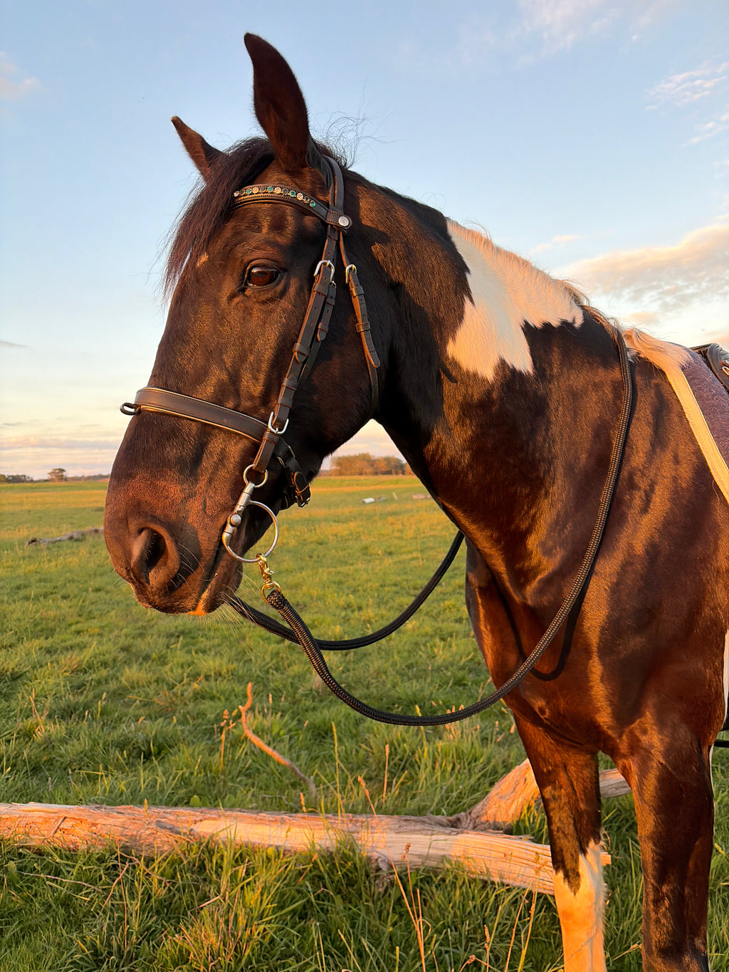 Reins- Black