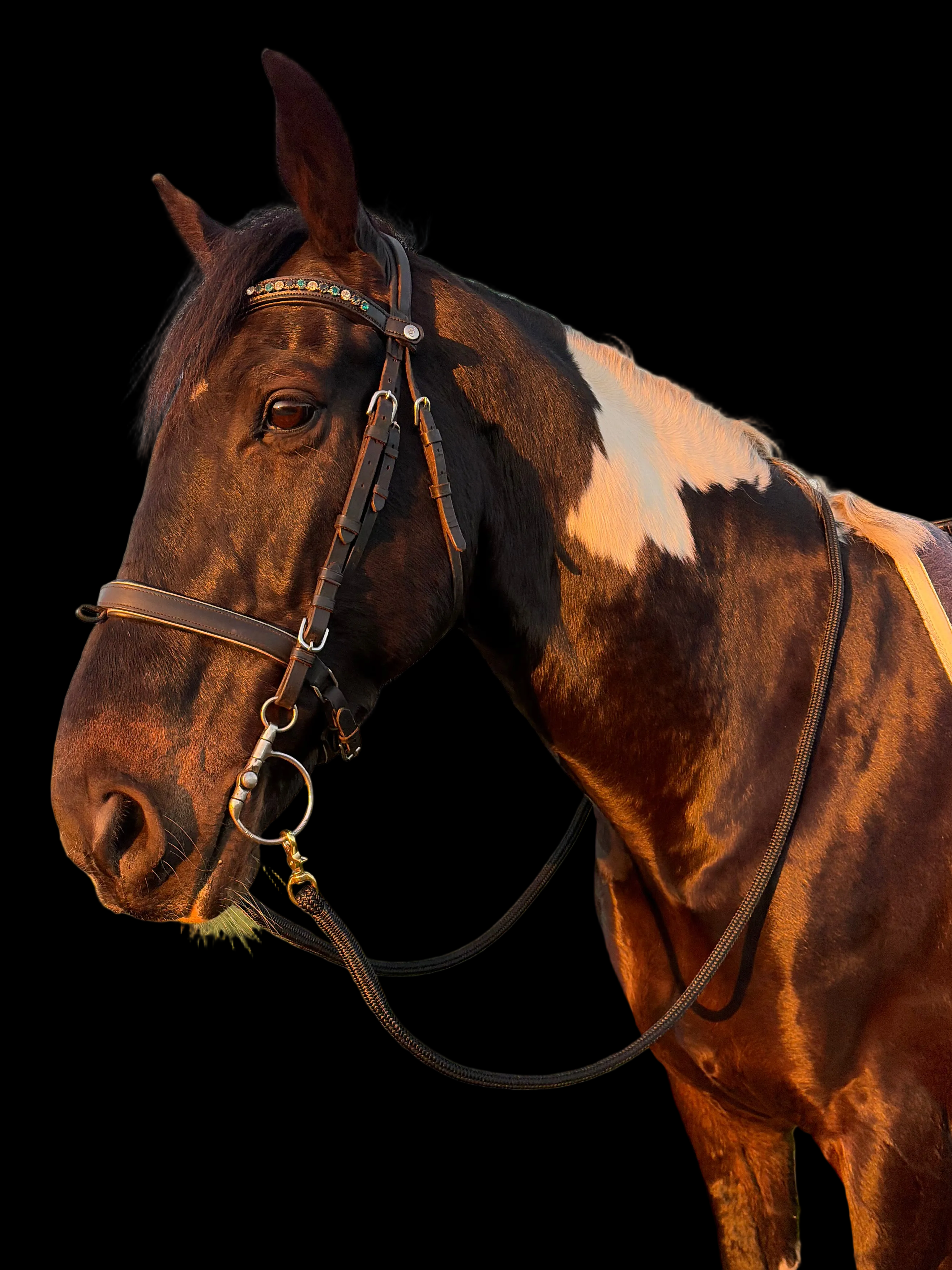Reins- Black