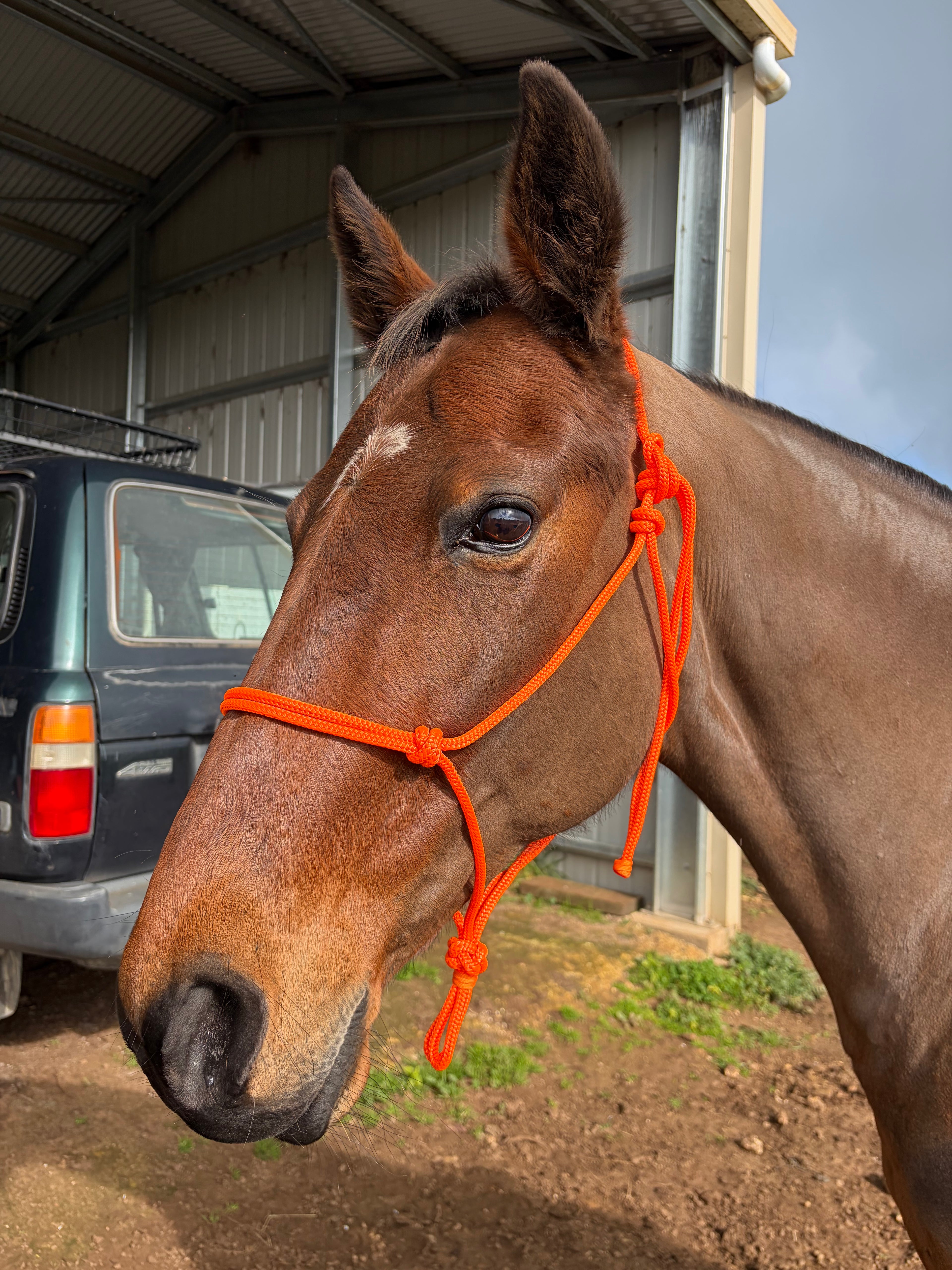 Rope Halter- Orange