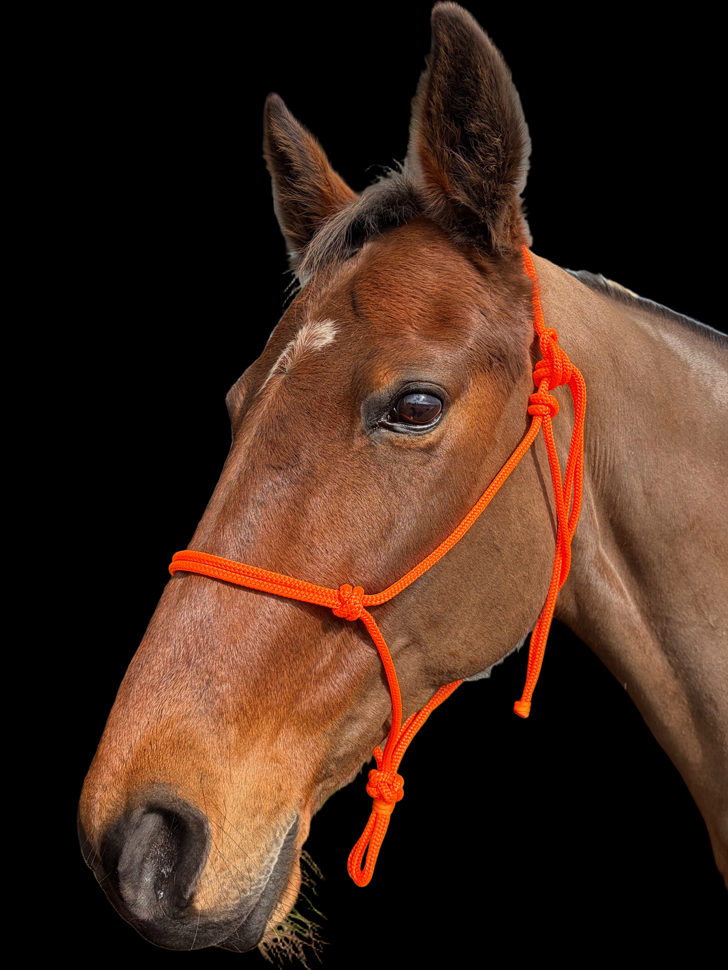 Rope Halter- Orange