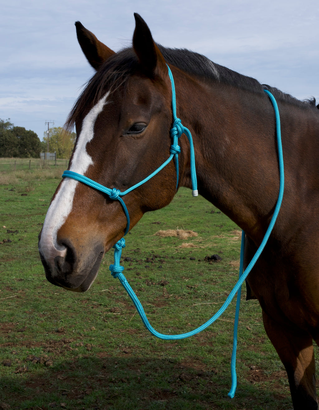 Rope Halter- Aqua
