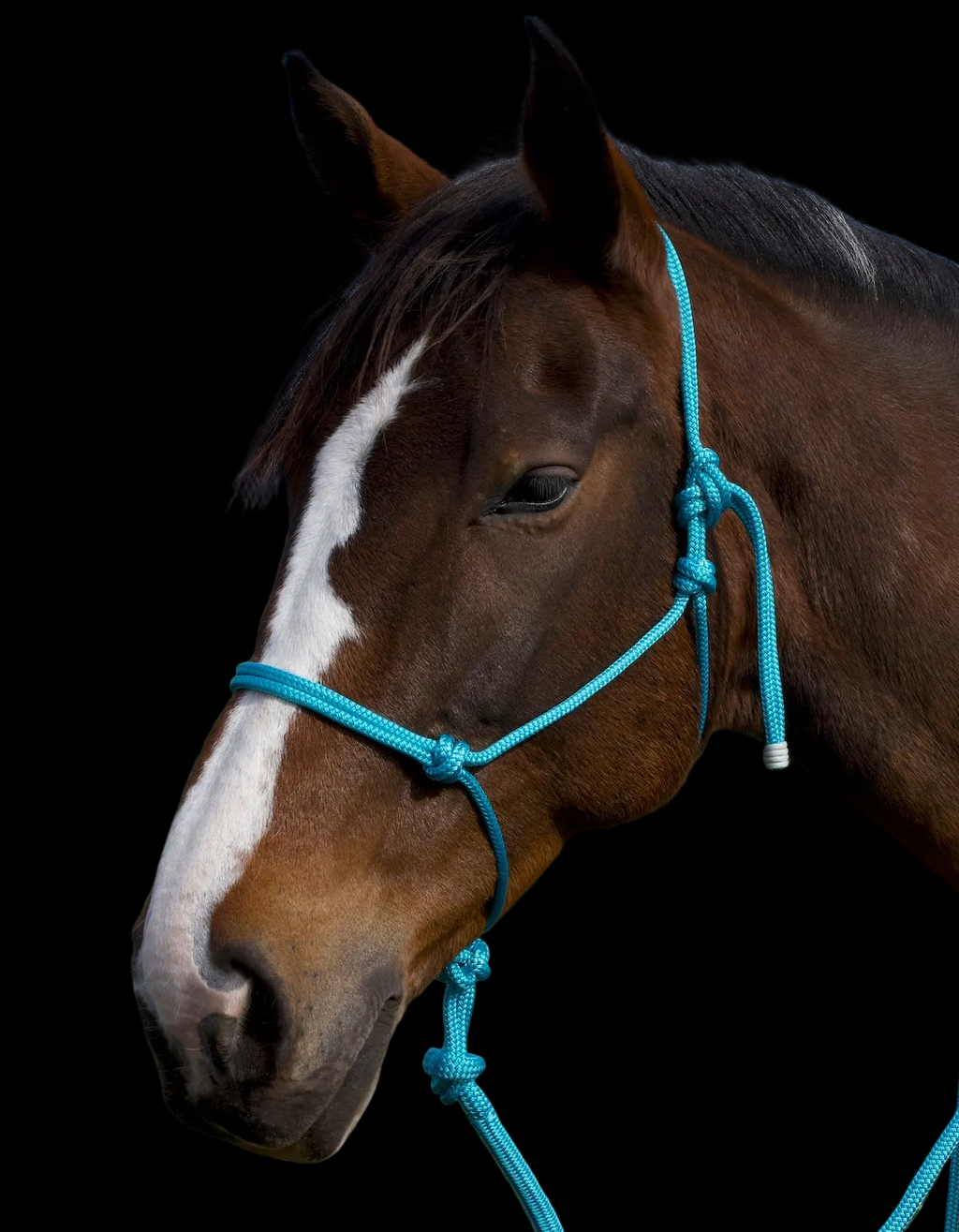 Rope Halter- Aqua