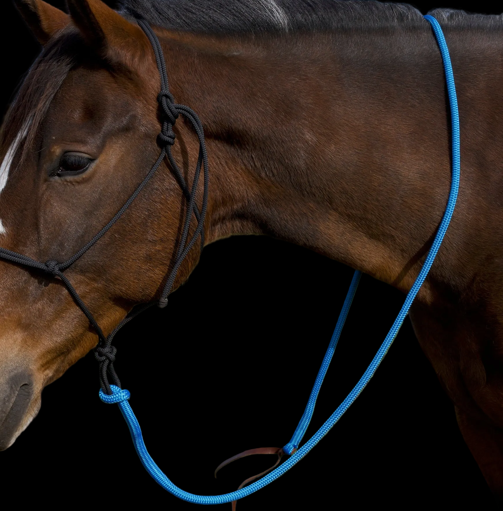 Lead Rope- Blue