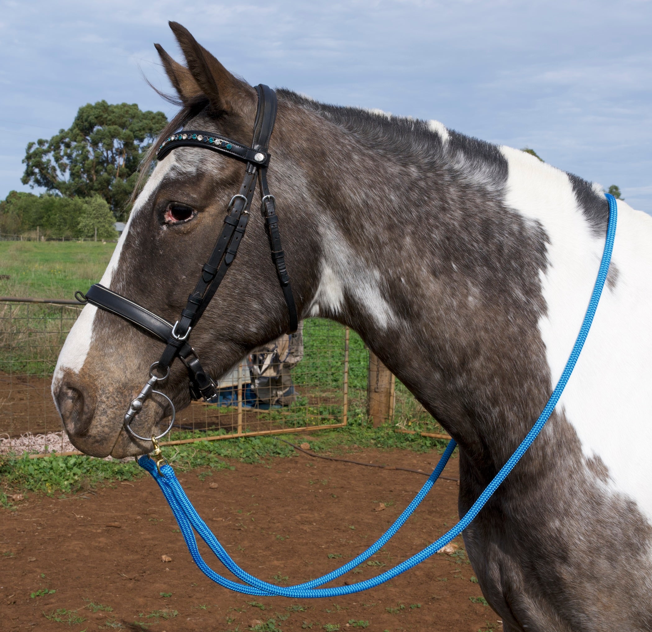 Reins- Blue