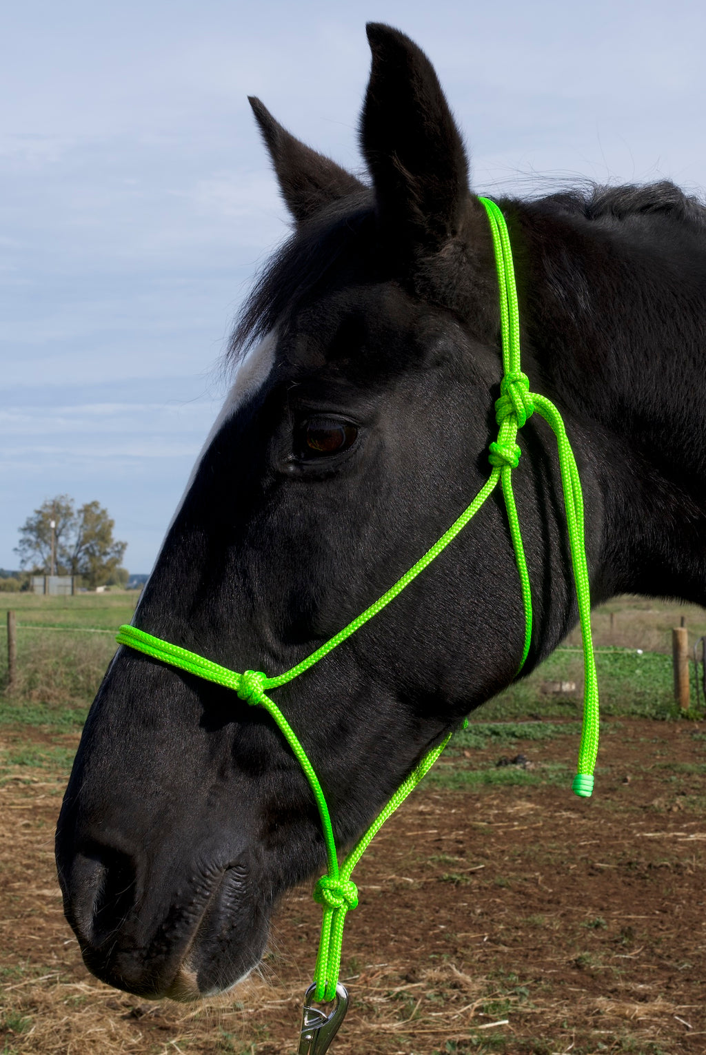 Rope Halter- Lime
