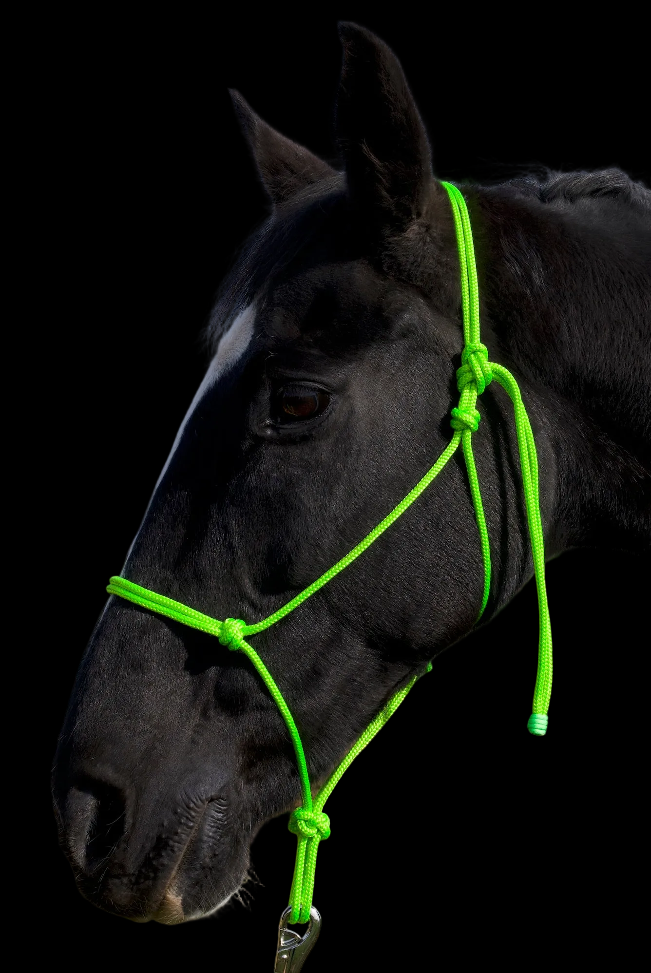 Rope Halter- Lime