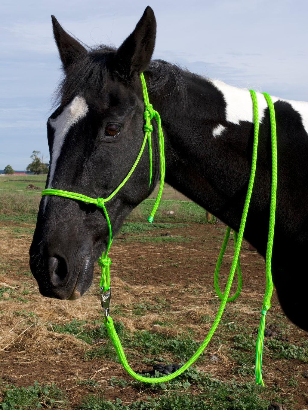 Lead Rope- Lime