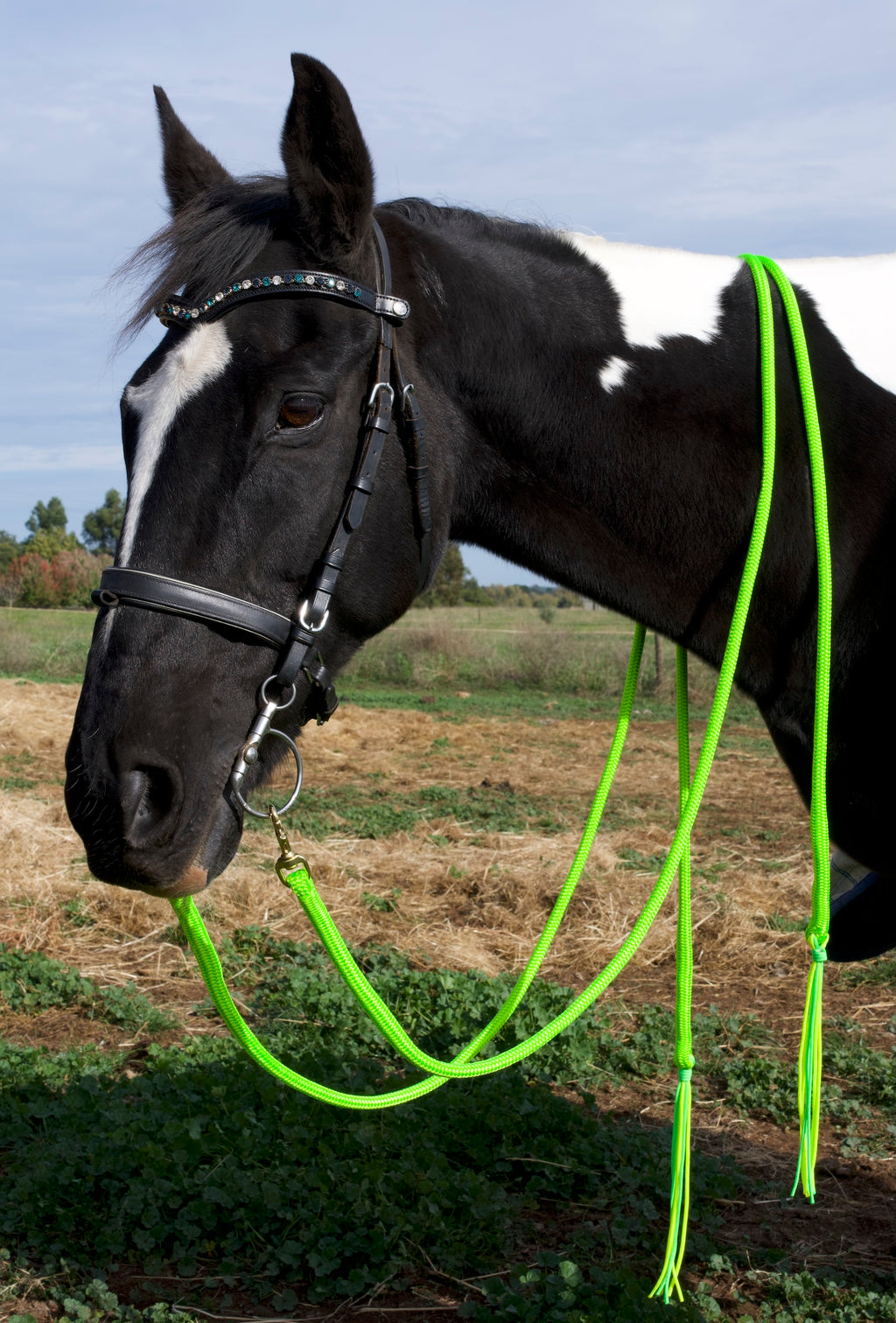 Reins- Lime