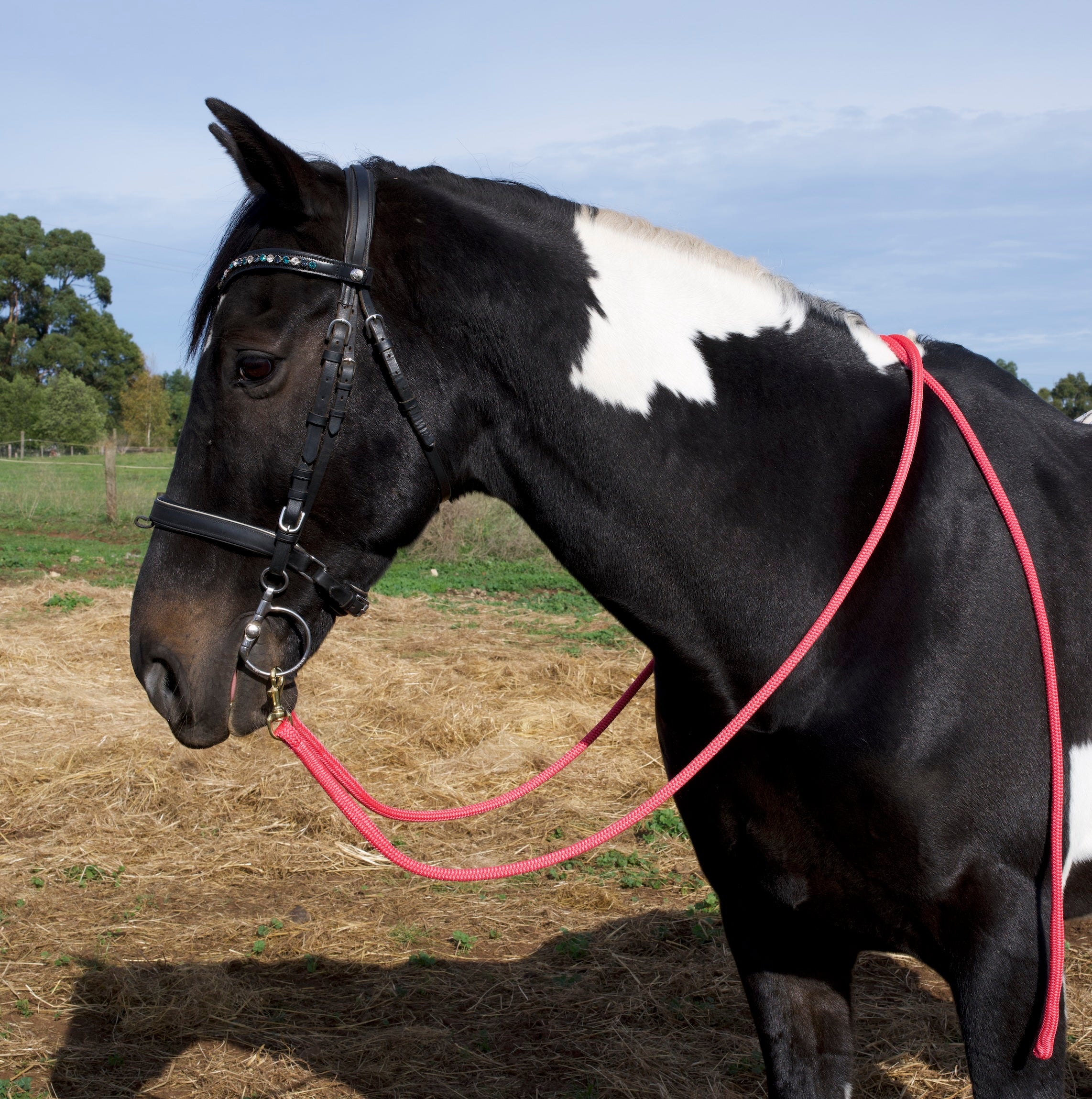 Reins- Pink