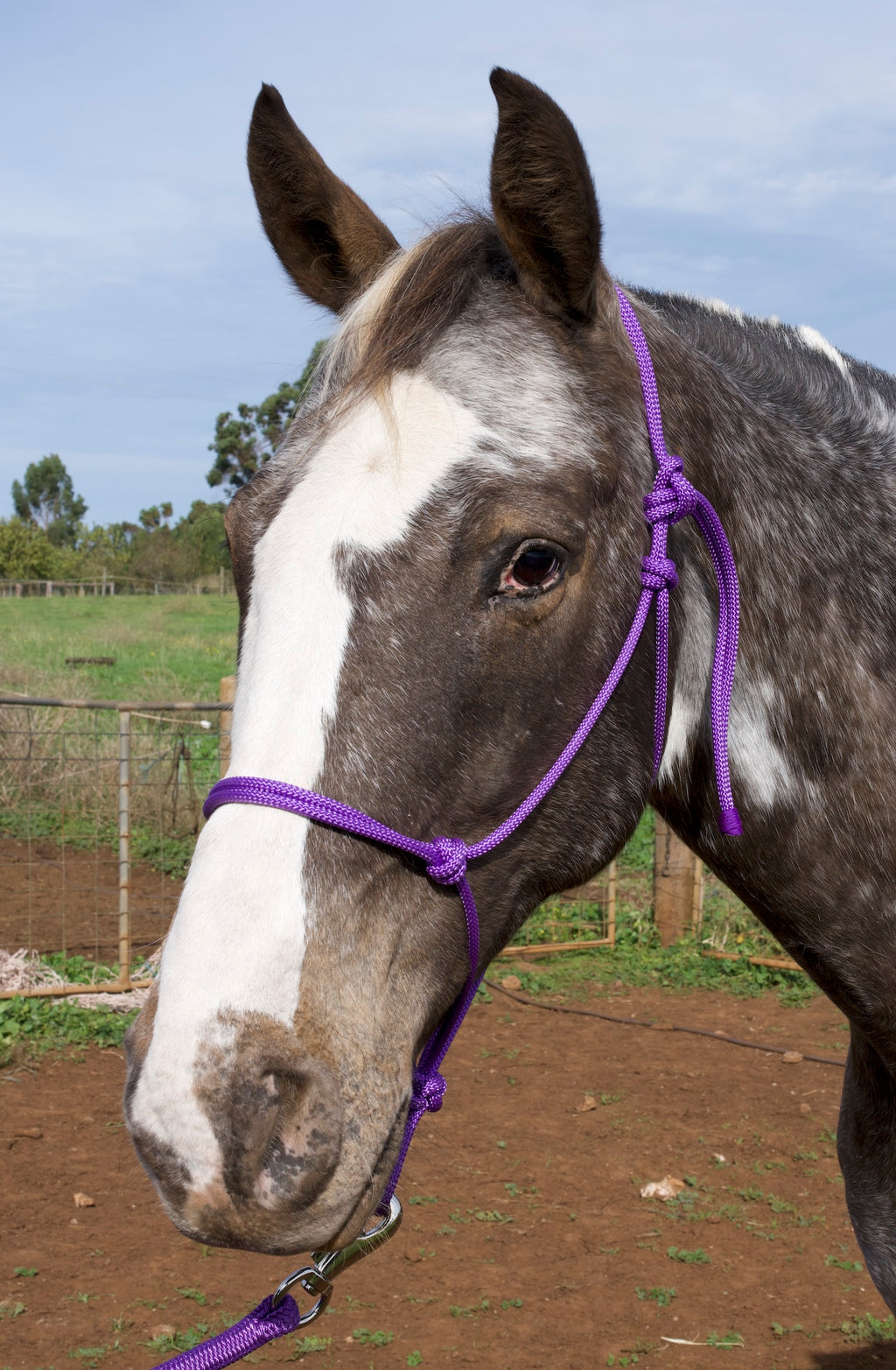 Rope Halter- Purple