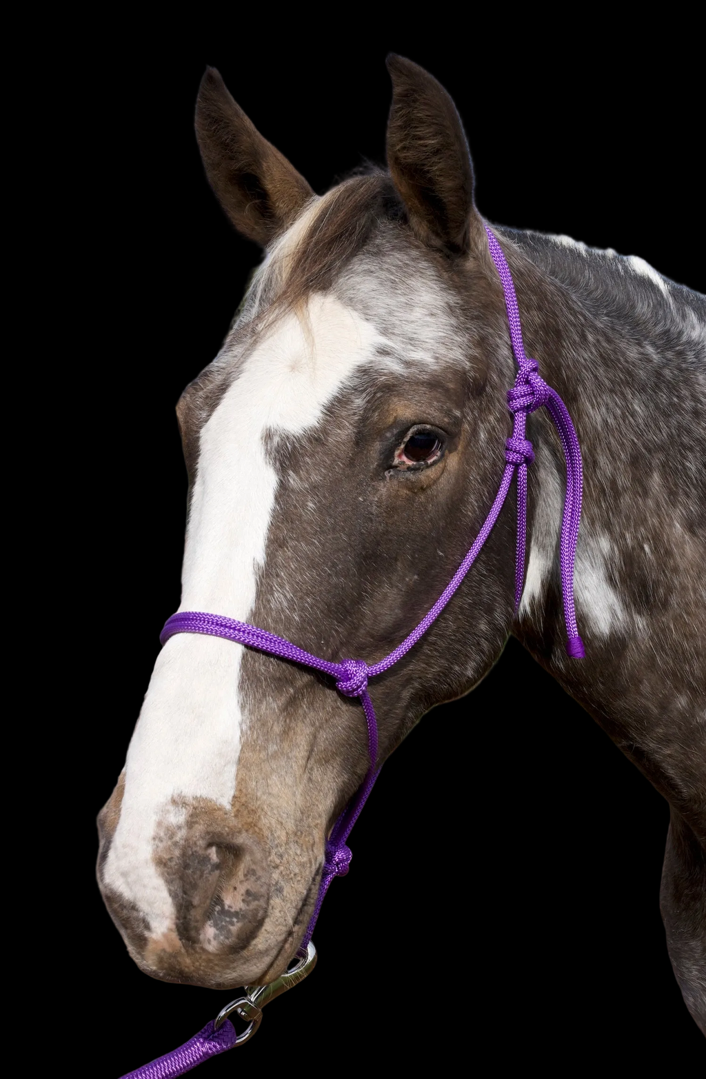 Rope Halter- Purple