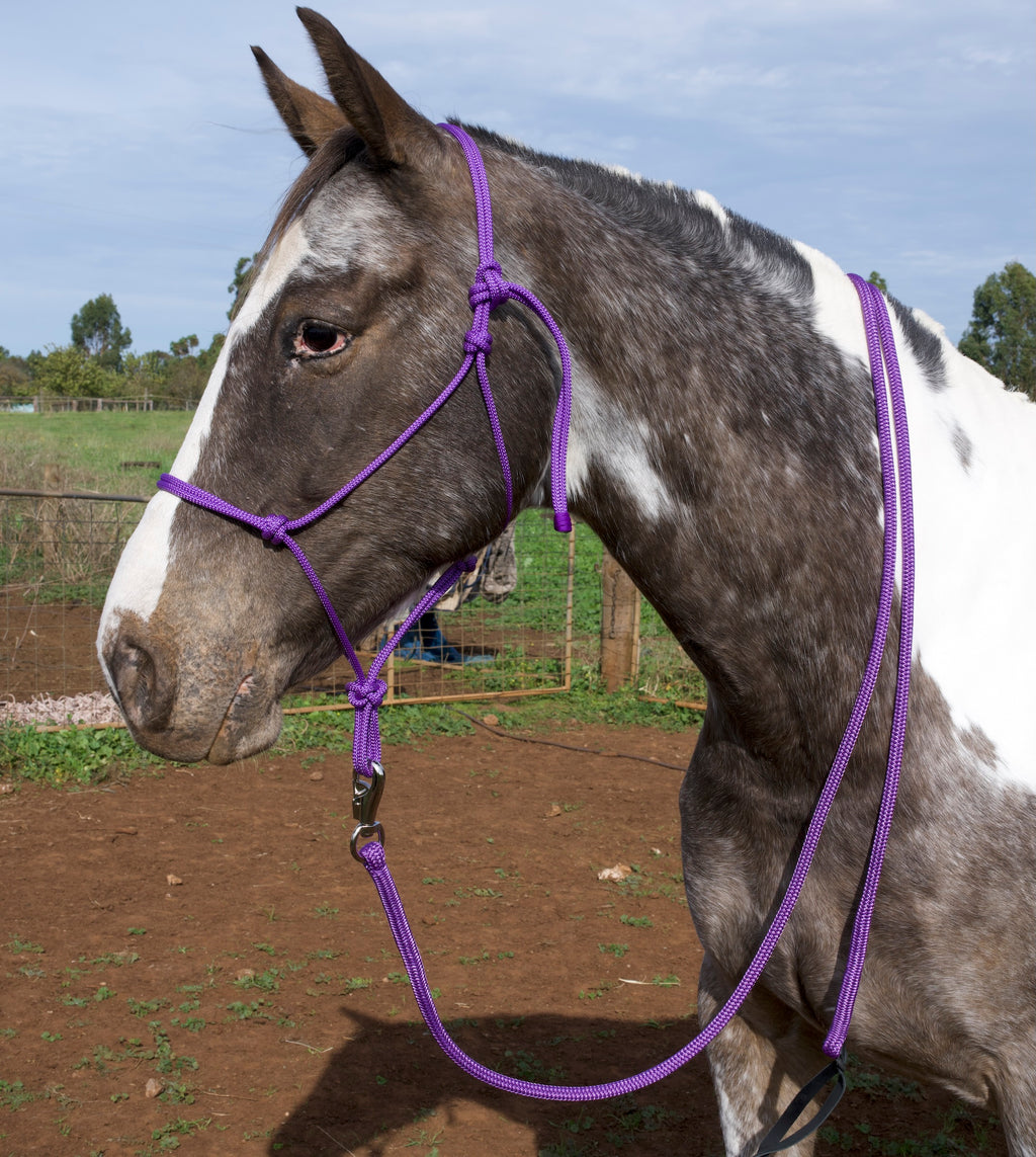 Lead Rope- Purple