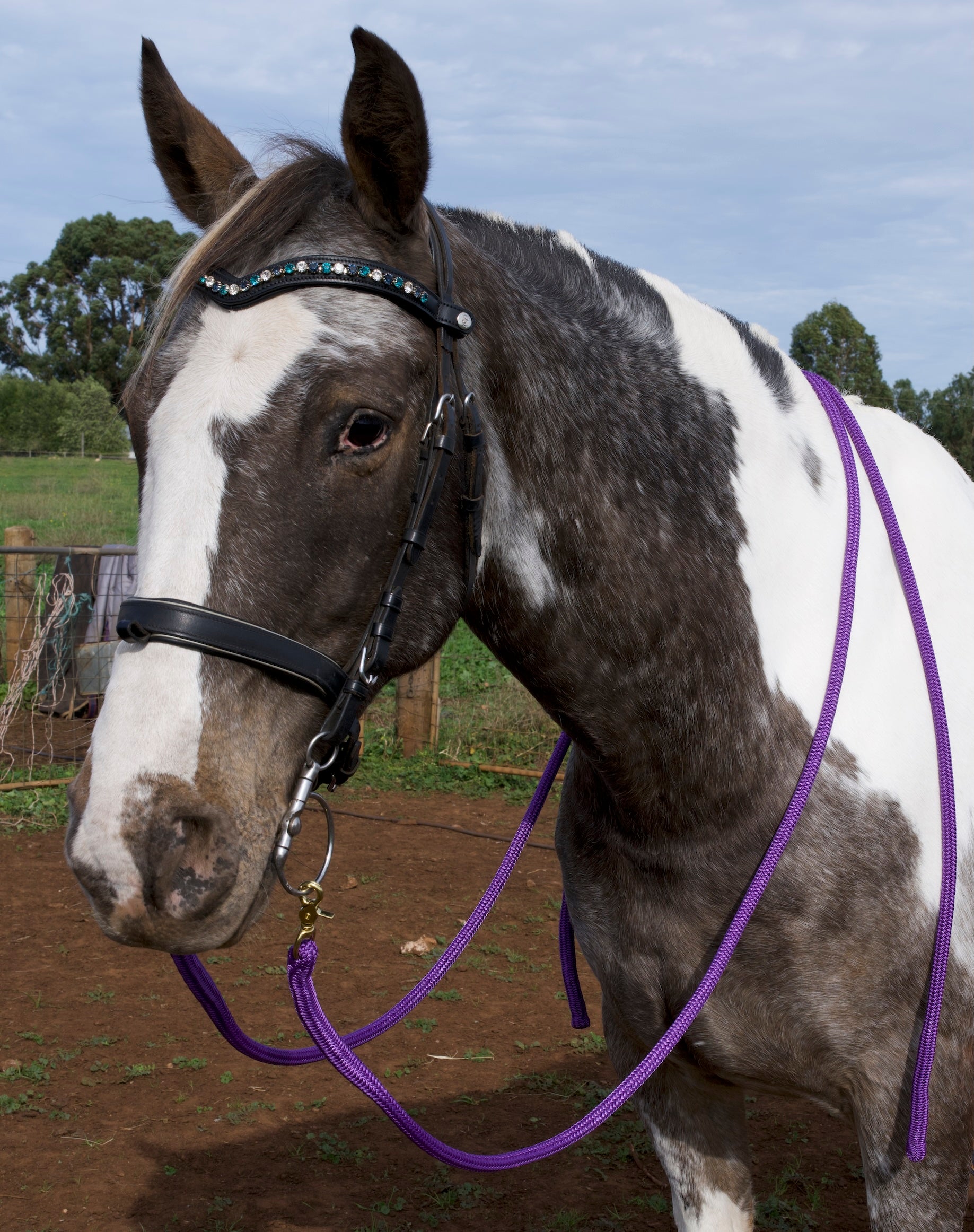 Reins- Purple