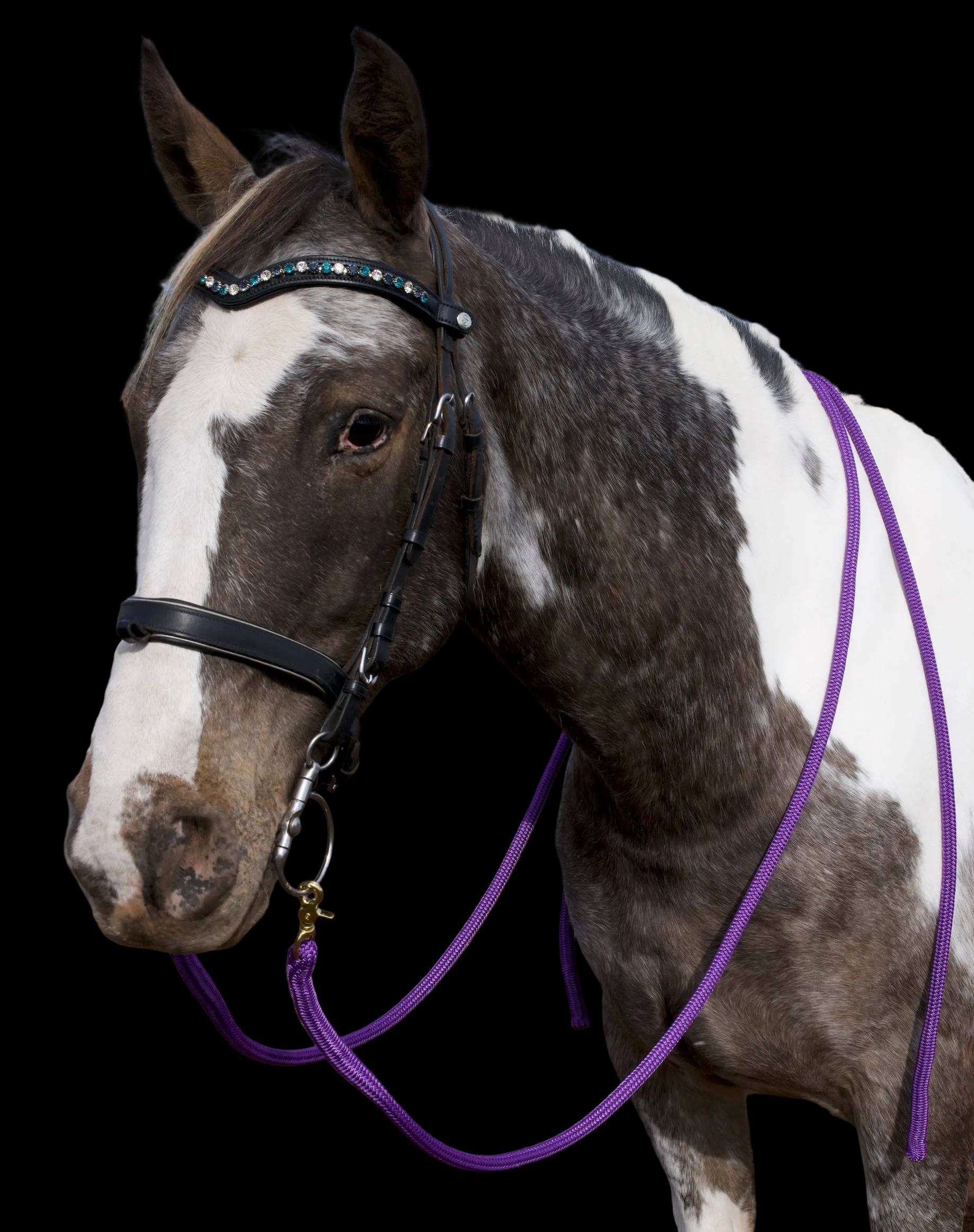 Reins- Purple