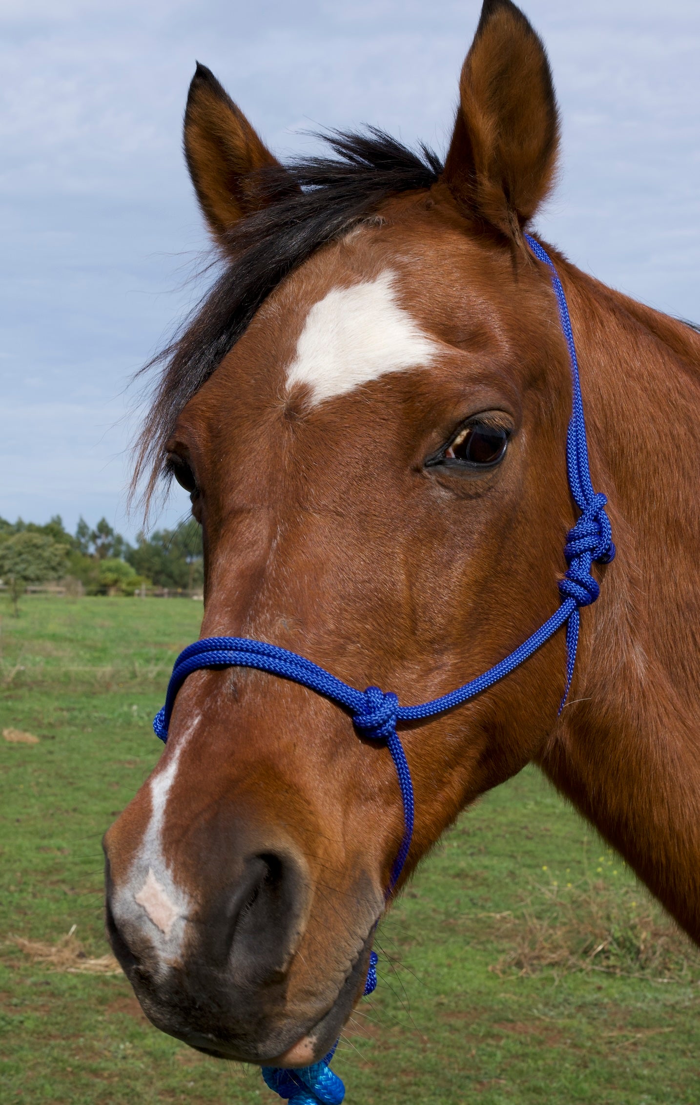 Rope Halter- Royal Blue