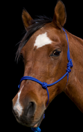 Rope Halter- Royal Blue